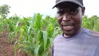 Hoje fui ver as planta&ccedil;&otilde;es  na machamba.