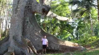 Kapok Tree in Botanical Garden - Bermuda