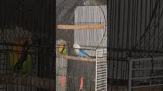 green euwing split opaline cock and blue opaline hen.#lovebirds #birdlove #africanlovebirdbreeding