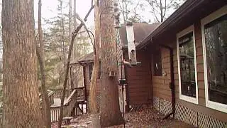 2016 02 19 08 02 26 BirdFeeder NatureWindow RedBelliedWoodpecker