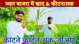 हरे बाजरे ओर ज्वार में शानदार फुटान Green Fodder ke liye Jowar aur Bajra &ndash; Kam Lagat, Zyada Chara!
