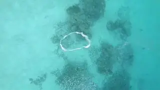 How to Close the Shells of Giant Clams with Bubble Rings