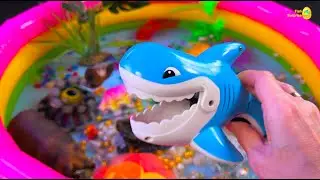 Amazing catch Colorful surprise eggs, crayfish, koi, angelfish, betta fish, goldfish, glofish tetra