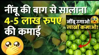 नींबू की खेती कब और कैसे करें, Nimbu ki kheti kab aur kaise,A to Z जानकारी प्राप्त करें #agriculture