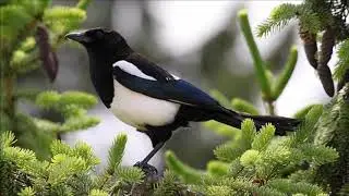 Magpie Warning Call 2 | Free Sound Effects | Animal Sounds