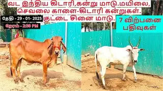 9-விற்பனை பதிவுகள்.வட இந்திய கிடாரி,கன்று மாடு.மயிலை,செவலை காளை-கிடாரி கன்றுகள்.குட்டை சினை மாடு.