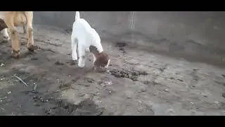 3rd generation kids ( Boer goat )