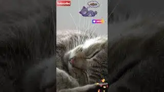 Meow-licious Dreams: Cat's Gourmet Fantasies Unleashed! #shorts