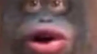 Quackity and BadBoyHalo Screaming over a Monkey in GTA V