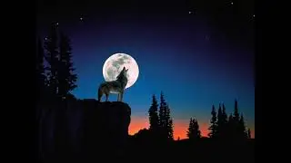 ASMR Wolf Howling in the Forest | Calming Wilderness Ambience
