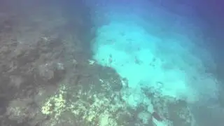 Schools of Blue chromis swimming above the reef