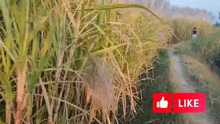 A beautiful Multiple Agriculture crop at one place.                  #loving Plantree