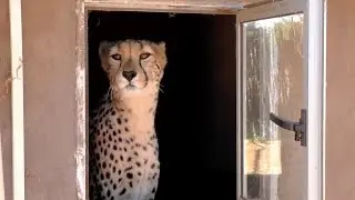 The African Cheetah KISSING BOOTH Fund Raiser - Big Cat Asks For Donations At Breeding Center