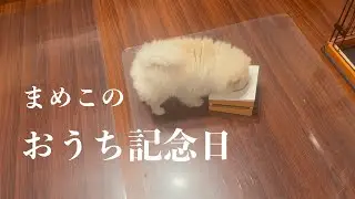 ポメラニアンまめこののんびりおうち記念日