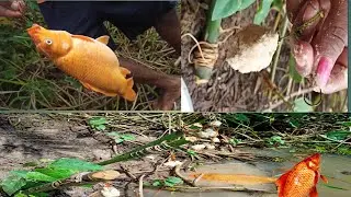 NEW BEST HOOk FISHING VIDEO 2022 | EASY BOTTLES FISH TRAP MAKING BY VILLAGE BOY......