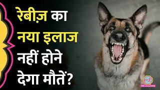 Dogs के काटने से होने वाले Rabies का India में अब नया इलाज! बचेंगी जानें