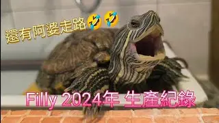 Filly 生蛋了！