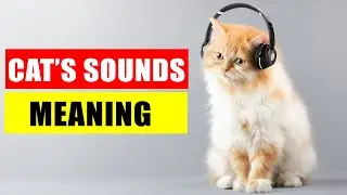 8 Sounds Cats Make and Their Meanings - Understand Your Cat Better