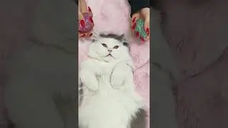 Soothing Cat Massage & Purring ASMR  Ultimate Relaxation Sounds