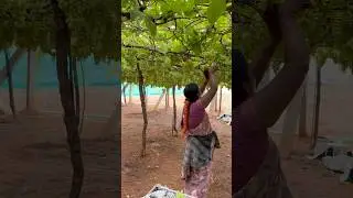 Grapes harvesting akka grape garden  #short #grape #grapegarden #tamilshorts #ytshorts