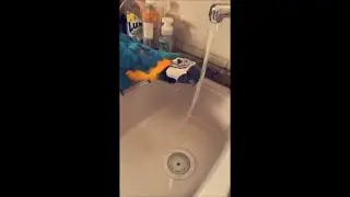 Adorable Parrot Drinks Water From the Tap Then Enjoys a Shower in Sink