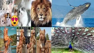 nothing to say 🔥🔥🔥🔥🔥#real #real #beauty #animals #transformation #bitikbabu