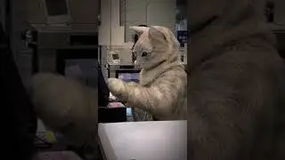 The Ultimate Masterminds: The Mastermind Cats of the Internet