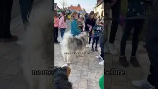 Moving Our Dogs from the US to Germany with the US Military