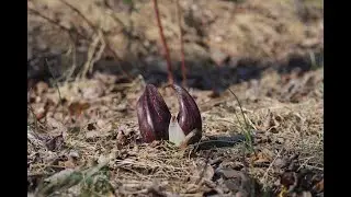 Off-Trail Exploring Adventures: Blood Root Valley