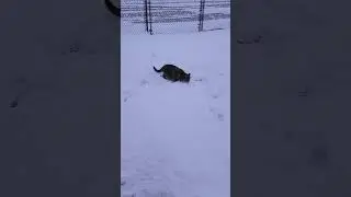 Stray cat enjoying her first snow ❄️ 🐈🙂#shorts #cats