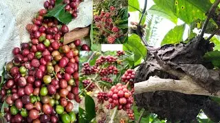 Subscribe# like#share #village# life#ಅಬ್ಬಾ ಇರುವೆಗಳ ಜೊತೆ ಸಾಕಾಯ್ತು 😔
