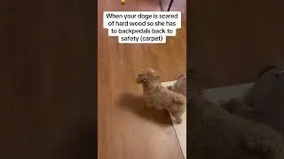 Why is my dog scared of hardwood?