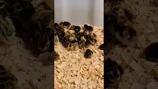 QUAIL HATCH UPDATE!! #homestead #farmlife #backyardchickens