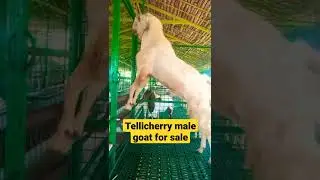 tellicherry male goat for sale #shorts #goat #kerala #breed #goatfarming #tellicherry #youtube