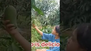 #Daily life,girl picking mangoes,