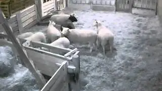 Wireless Barn Cameras - Long Range Wireless Camera System Monitoring