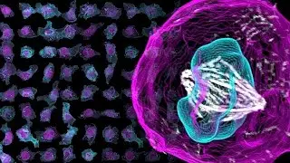 Allen Cell Explorer: A portal to the human cell