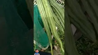 Harvest Time Fresh Patola (silk squash) from Our Garden! 🌱 ADCSG VLOGS: A Day in my Life