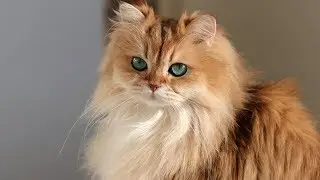 7 TIPS TO TAKE BETTER PICS OF YOUR PET