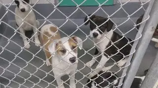 Lost & Found Pet Network helps reunite pets with owners in San Antonio