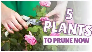 Spring Pruning Guide: Here's what to trim what to leave alone