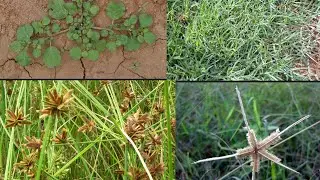 Kharif crops weeds and their management