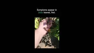0036 Mobile vs Immobile nutrients