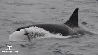 Bremer Bay Orca Hunt