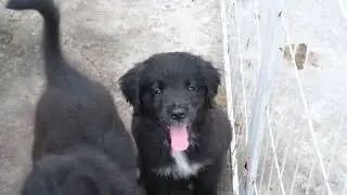 Coltriever- 8 weeks old