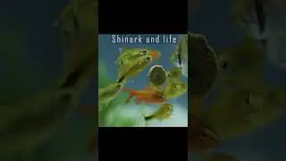 Aquascape simple aquarium tank Relaxing music #shorts #41