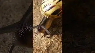 ghongha molask prakrti || Snail mollusc nature || घोंघा मोलस्क प्रकृति #ramkichidiya