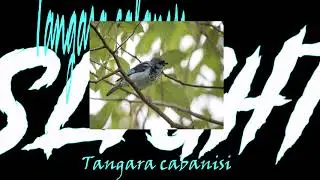 SLIGHT TANGARA CABANISI BEAT FREE NEW RISE