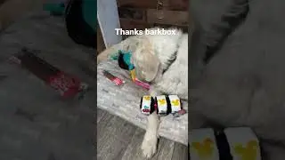My dogs barkbox jackpawt #jackpot #dog #barkbox