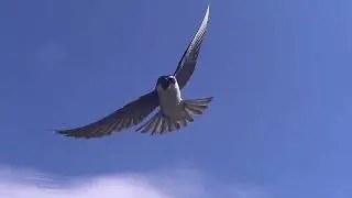 Tree Swallows Dive Bombing HQ HD